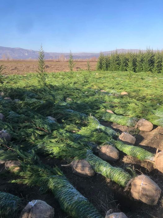 Pepinieră chiparos cupresus leylandi