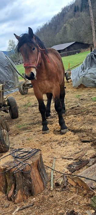 Manz ne castrat [armasar] mazu are 2 ani și jumate