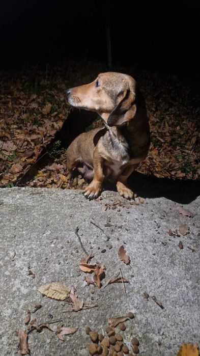 Dau spre adoptie femela tekel oradea