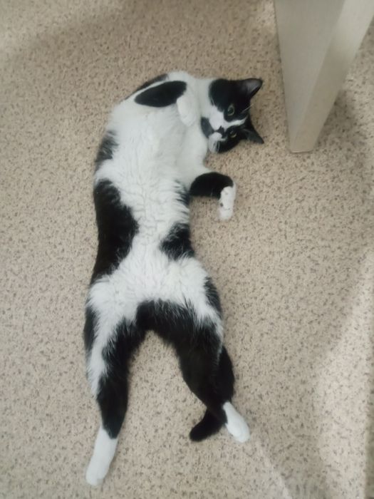 Пристраивается кот