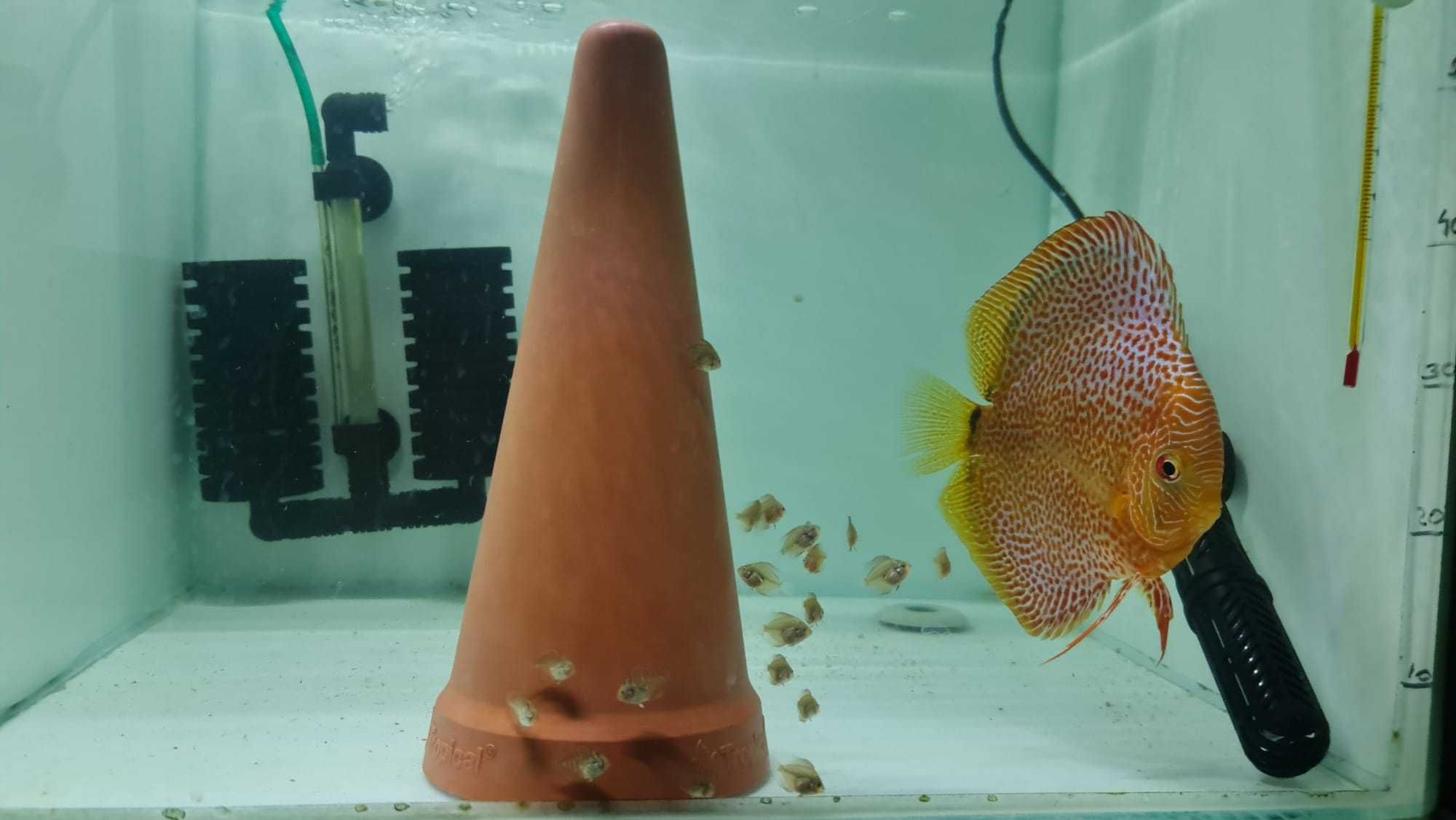 Pesti discus, acvarii, standuri