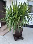 Plante Tuya de exterior