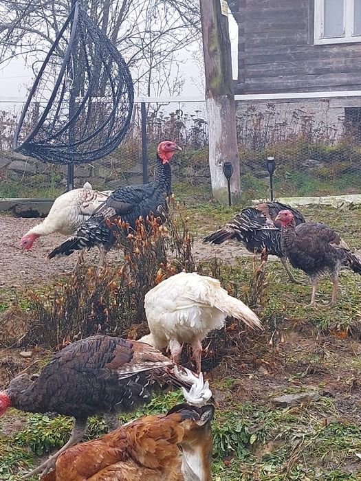 Vand curci si curcani