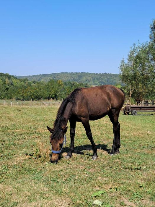Mânză neagră, 5-6 luni, blândă