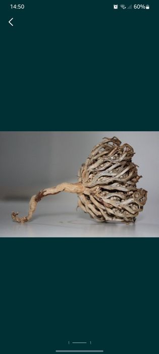 Марьям Кахф для родов - большая ветка