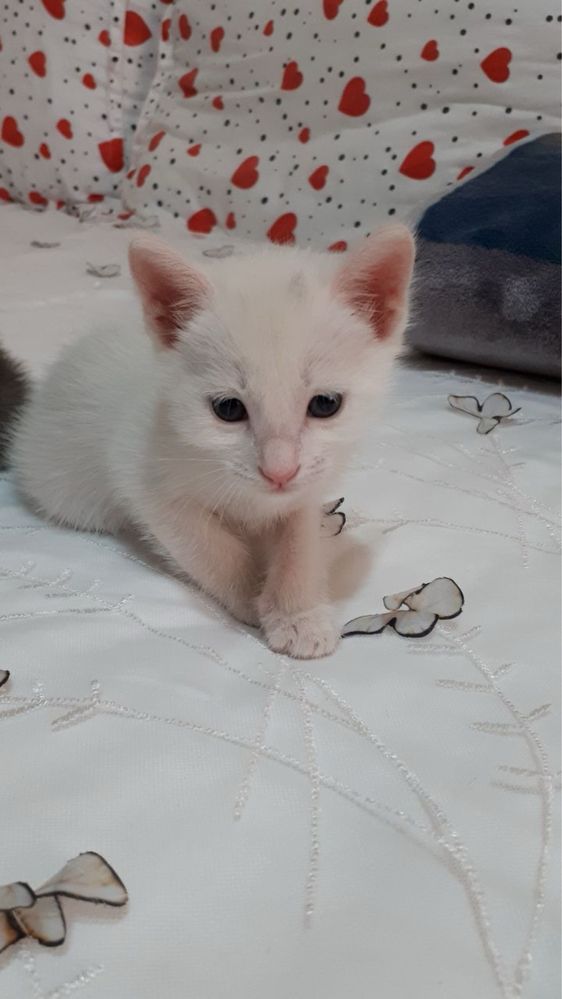 Котята в добрые руки!