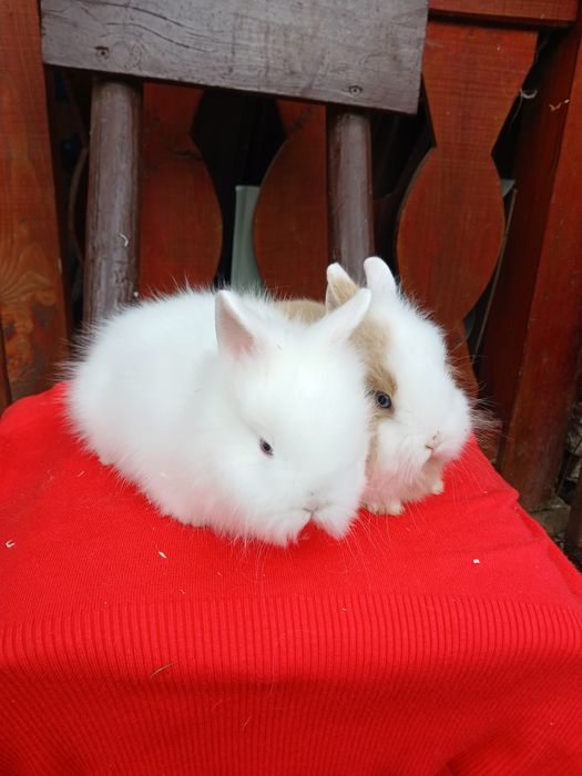 Iepurași Cap de leu cu ochii albaștri