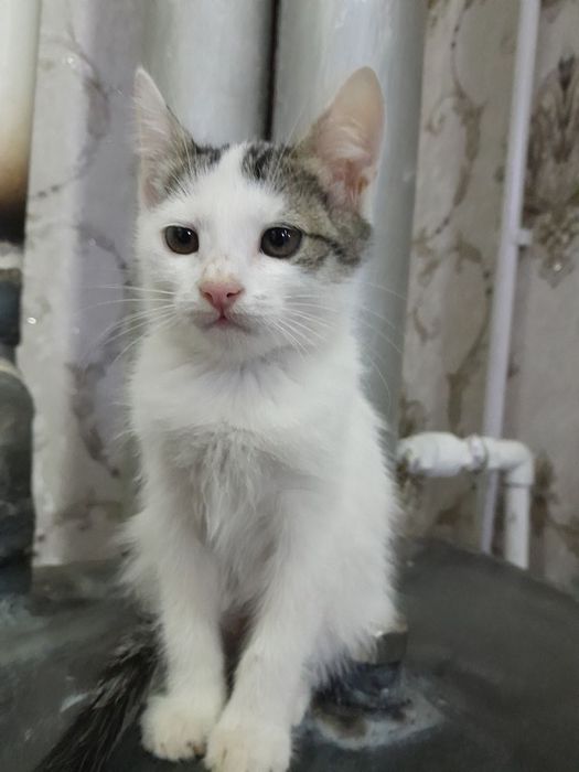 Mushuk bolalari beriladi faqat yaxshi odamlarga