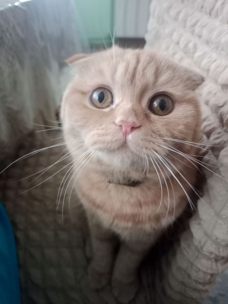 Продам веслоухую кошку