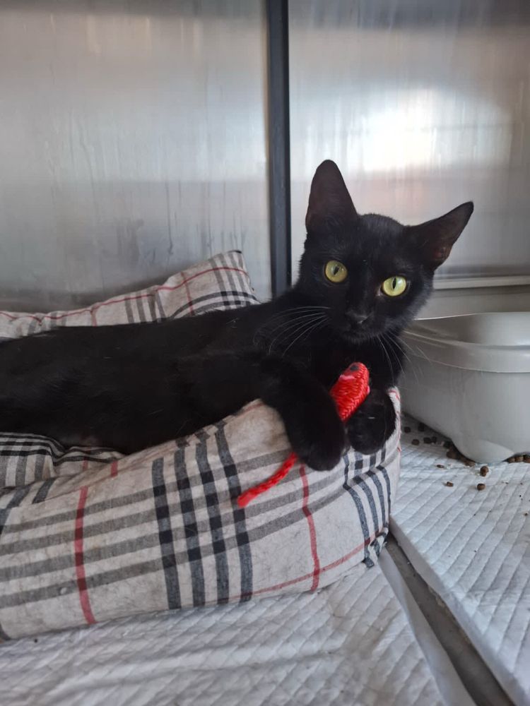 Adopție Luna pisicuțǎ sterilizatǎ 1 an
