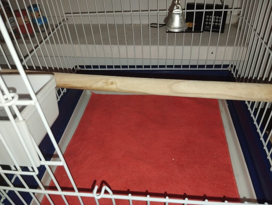 Nifa mascul de vanzare