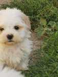 Bichon de vanzare