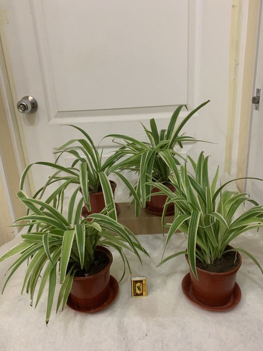 Лавровый лист. Хлорофитум- 35 тыс.