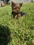 Yorkshire terrier