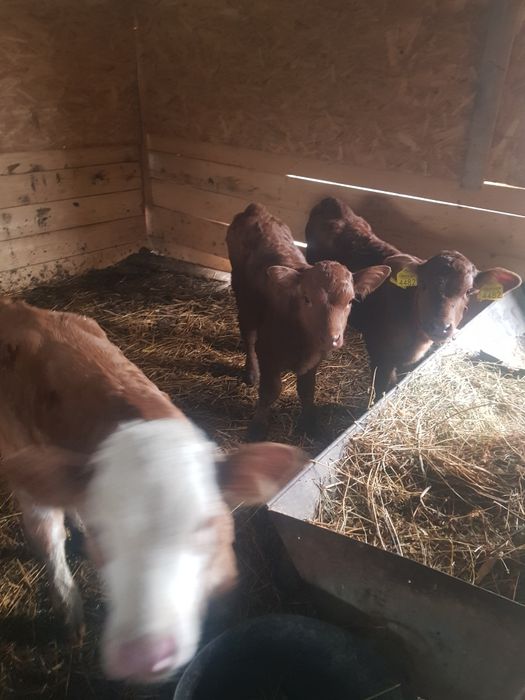 Viței de 4 5 săptămâni