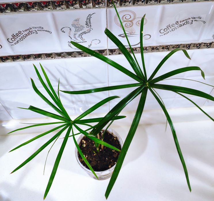 Продаются цветы ,хойя карноза,хлорофитум, каланхоэ,циперус.