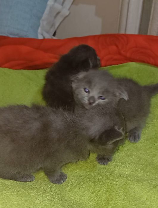 Выслоухивые кошки