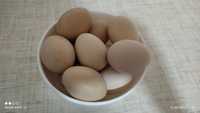 яйца домашний брама