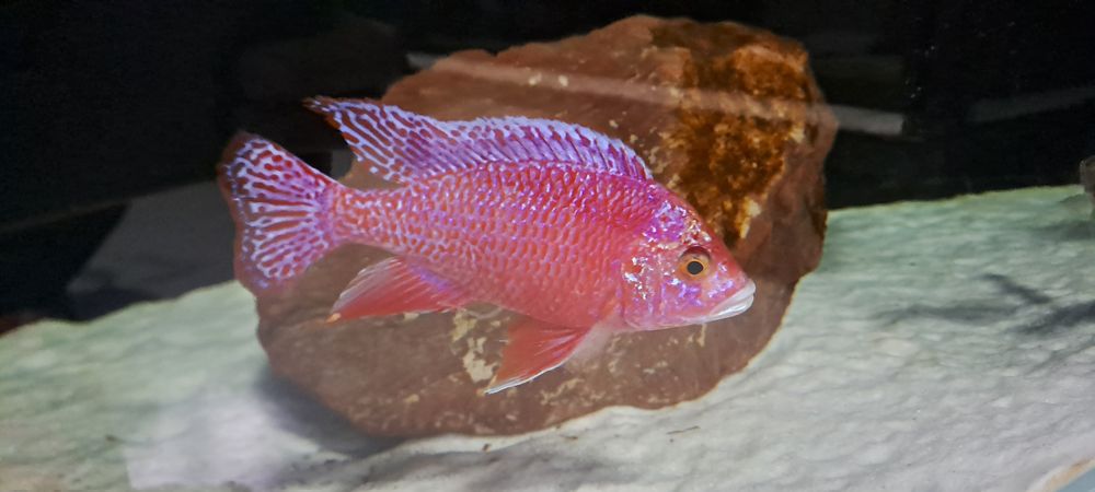 Aulonocara fire fish