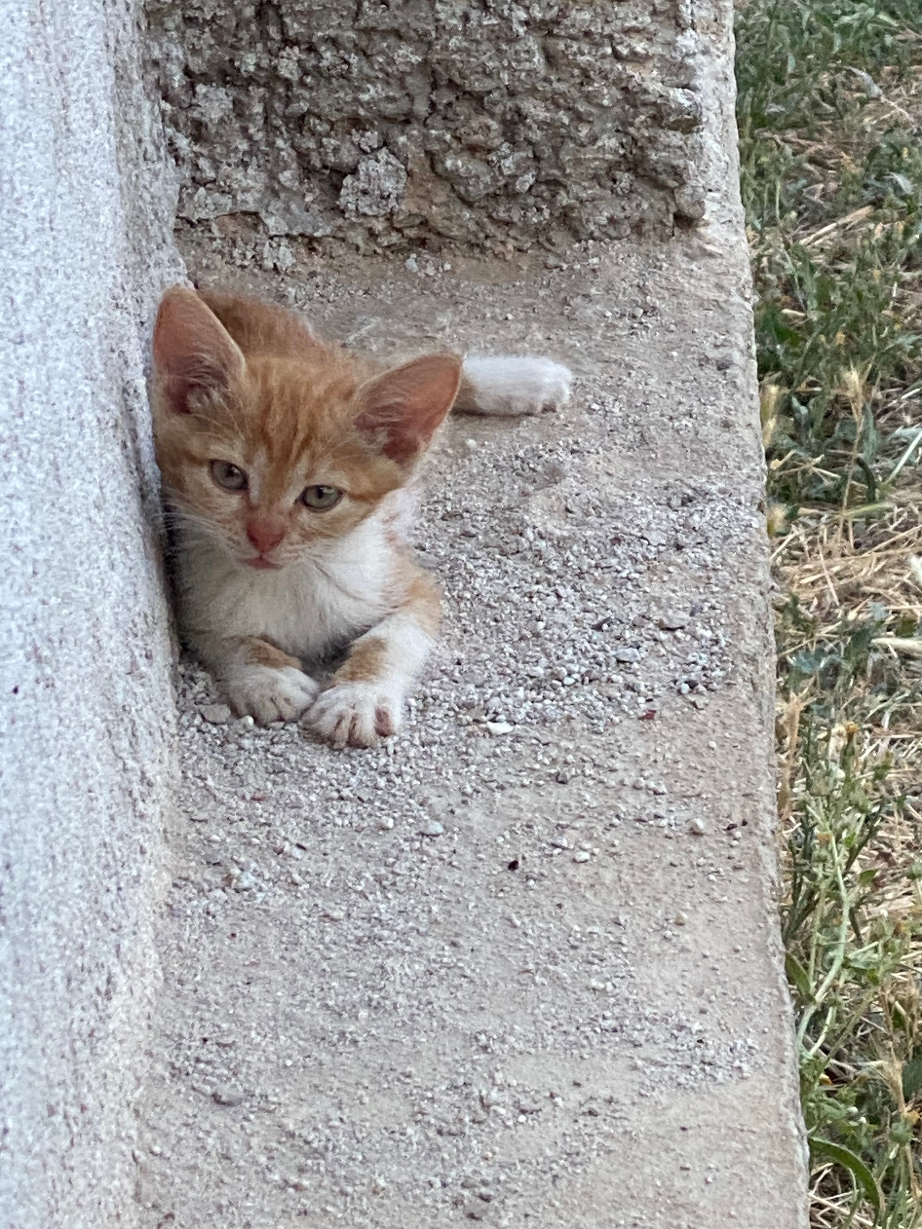 Подарявам малки котета