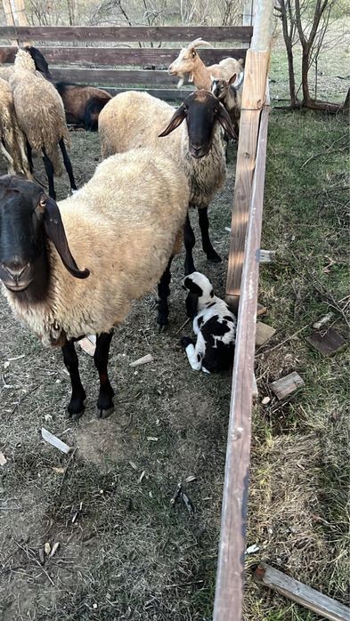 Vand 120 de oi si 3 berbeci tigaie sarbeasca