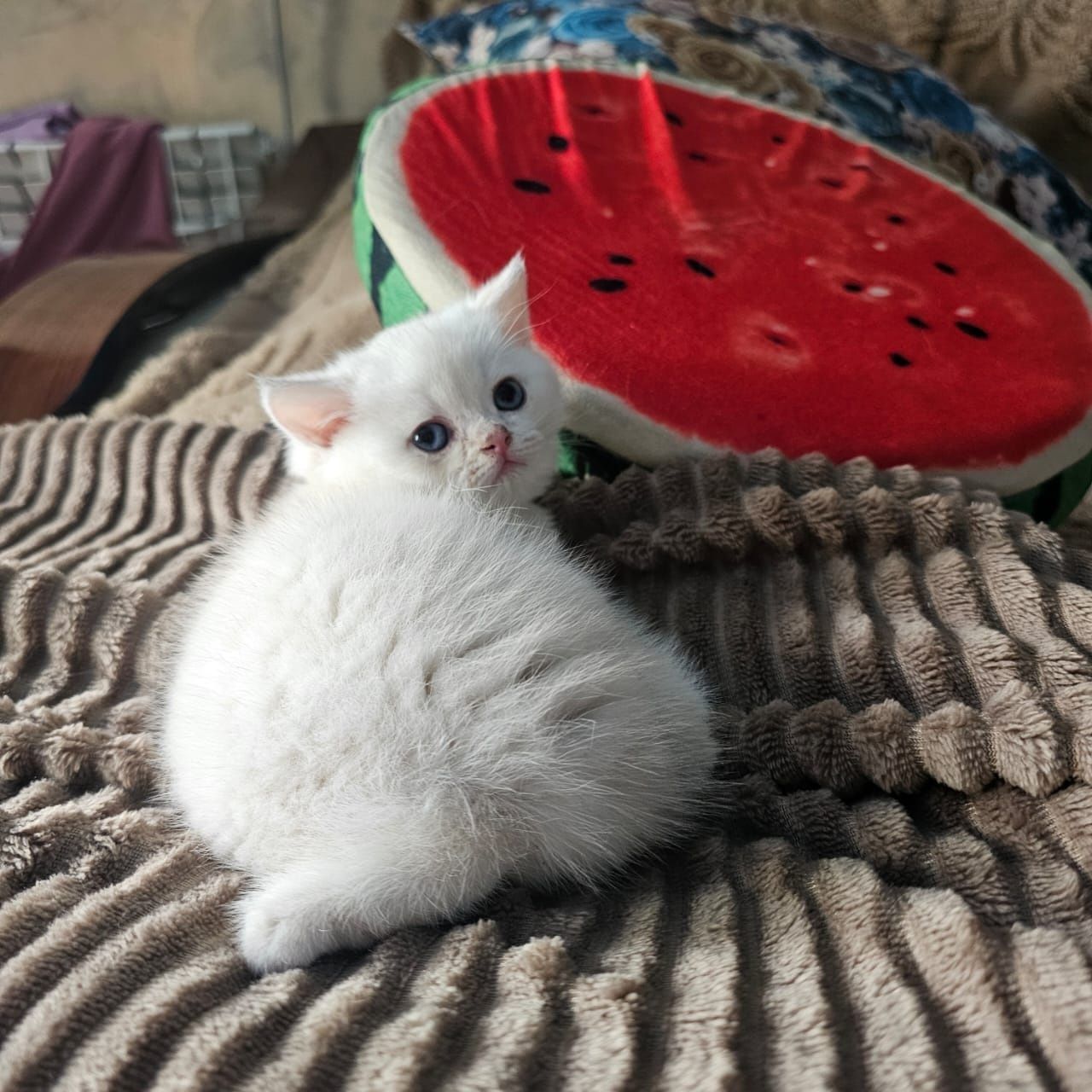 Продаются котята
