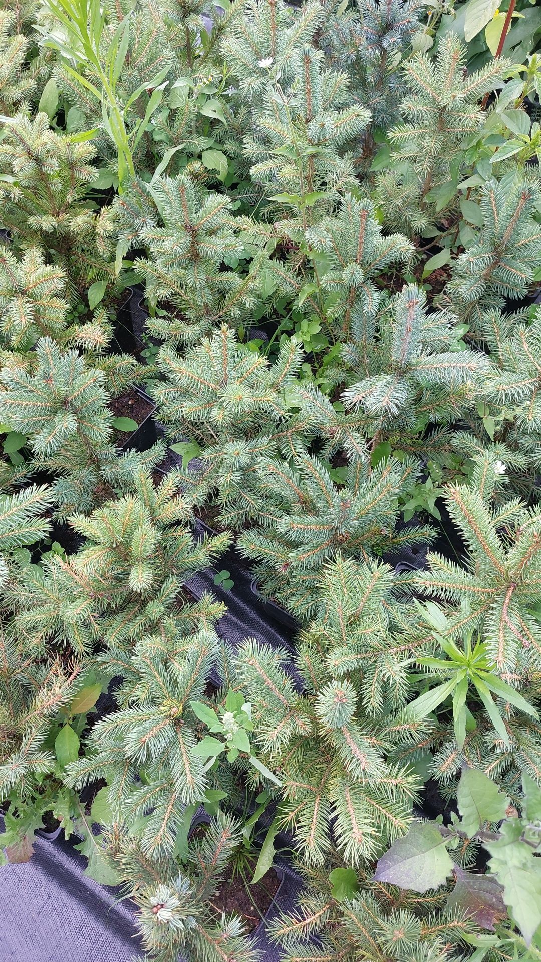 Molid argintiu Picea engelmannii la ghiveci P11- plantare 12 luni/an