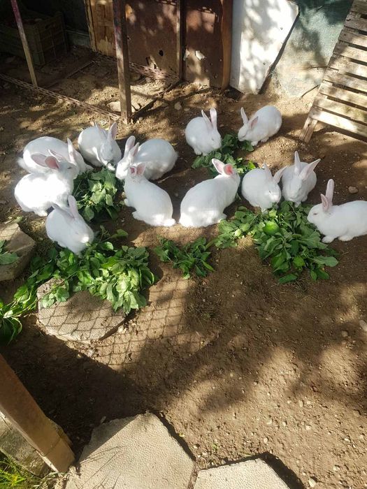 Зайци от порода Цика