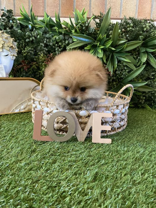 Pomeranian- 2 luni Carnet de sanatate