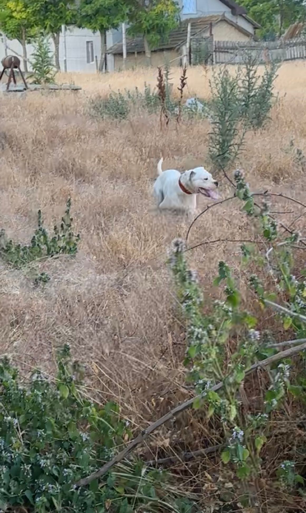 Dog argentino-femela