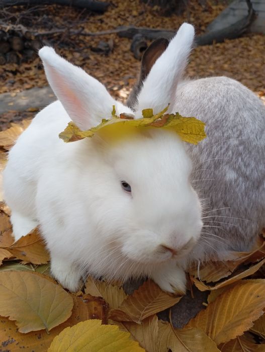 Продам декоративного кролика