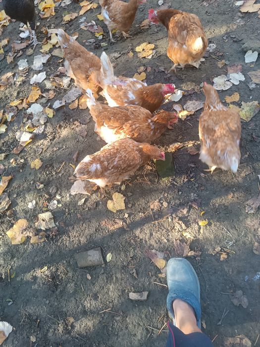 КОКОШКИ Ламон Браун