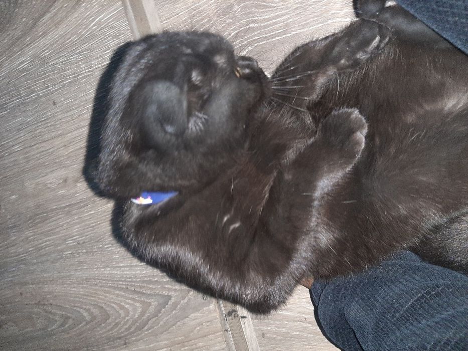 scotish fold qz bola