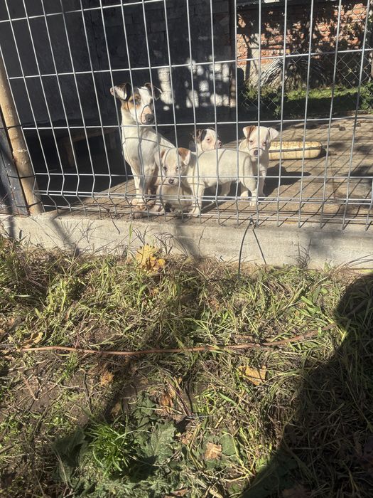 Джак ръсел териер