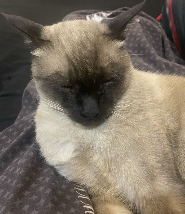 Сильно Породистый Сиамский Кот Сэм , продаем в связи с переездом