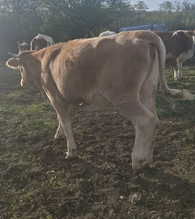 Vând vaci și vitei