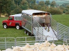 Transport animale vii autorizat livestock oriunde in Romania