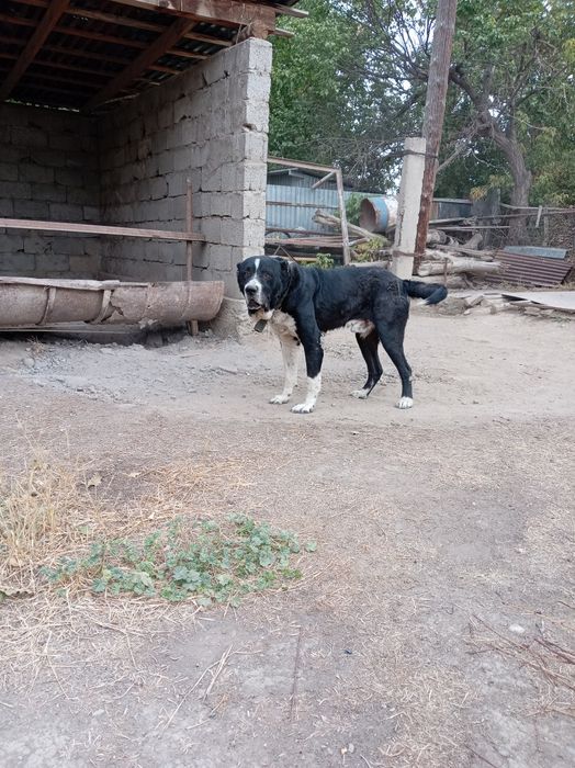 Продаётся Алабай 5 летний