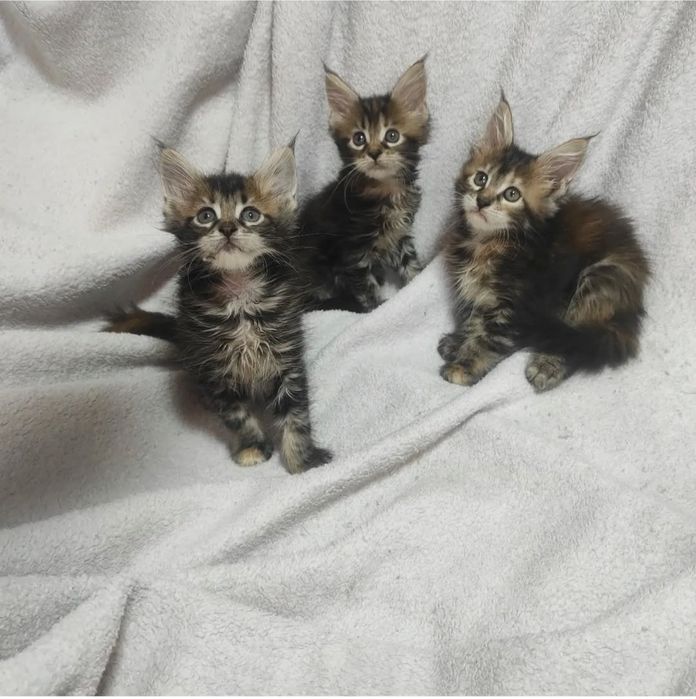 Продам котят мейнкуна