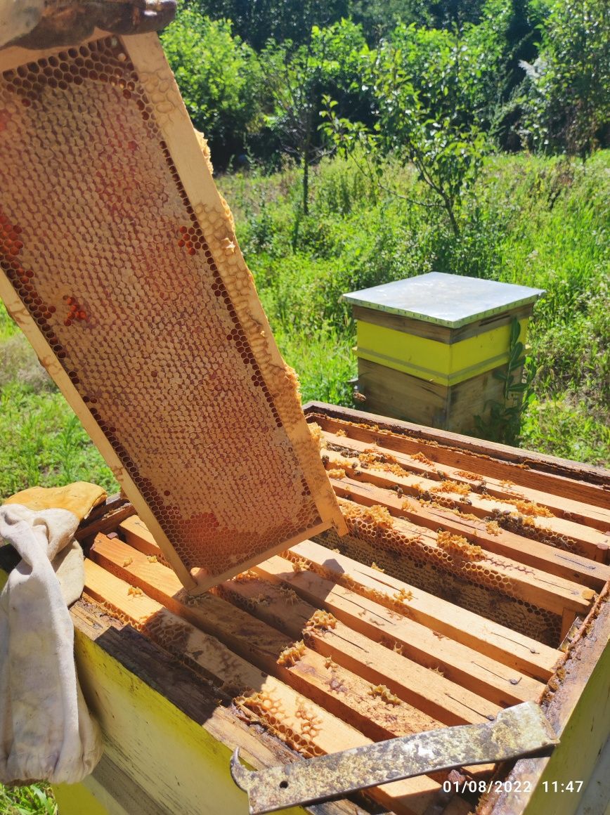 Кестенов мед и пчелни продукти