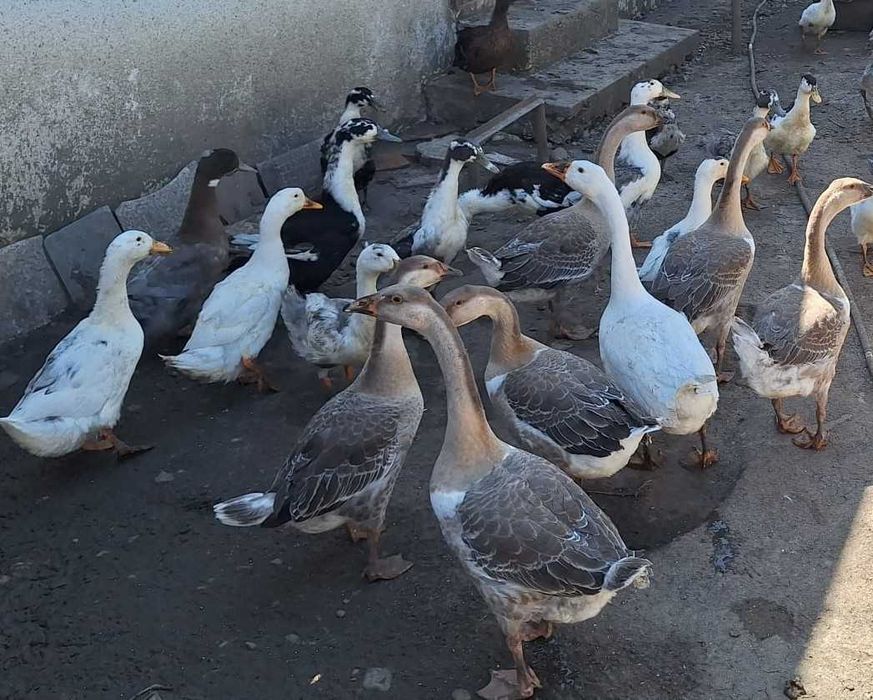 Rate si gaste de vanzare