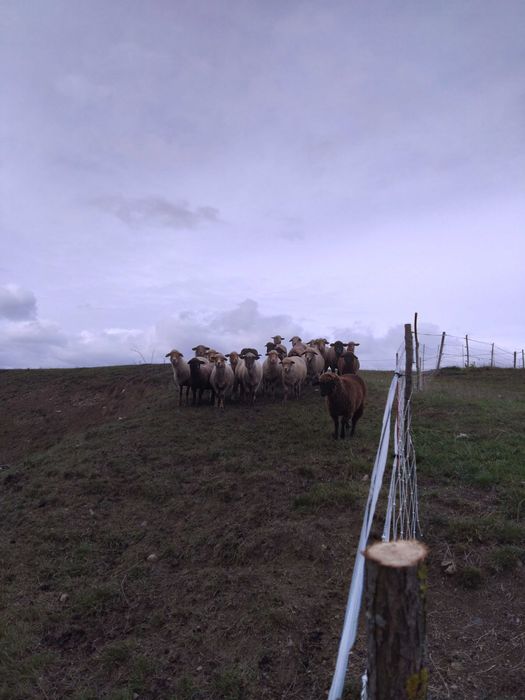 Turmă de oi țigaie ruginie și țigaie neagră