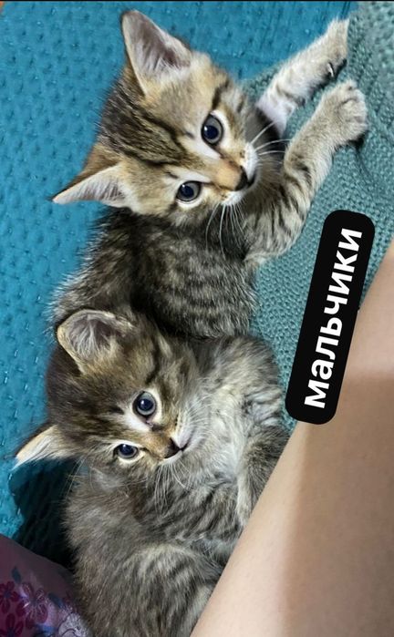 отдам котят мальчиков.