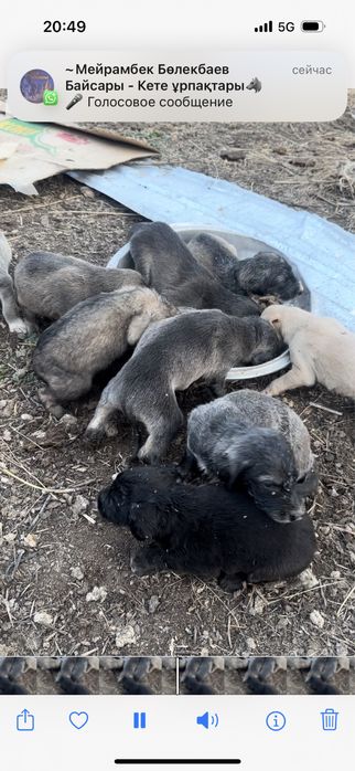 Продам шенков тазы  все вопросы на ватсап чисто кровные