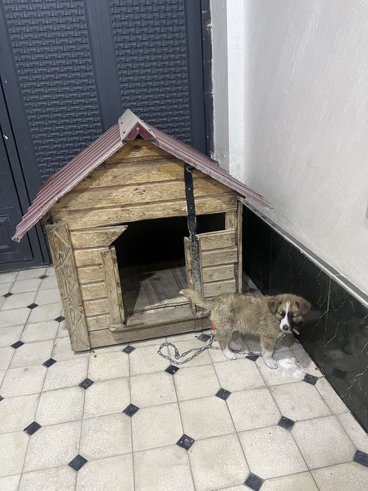 Продам собаку вместе с домиком пародистий