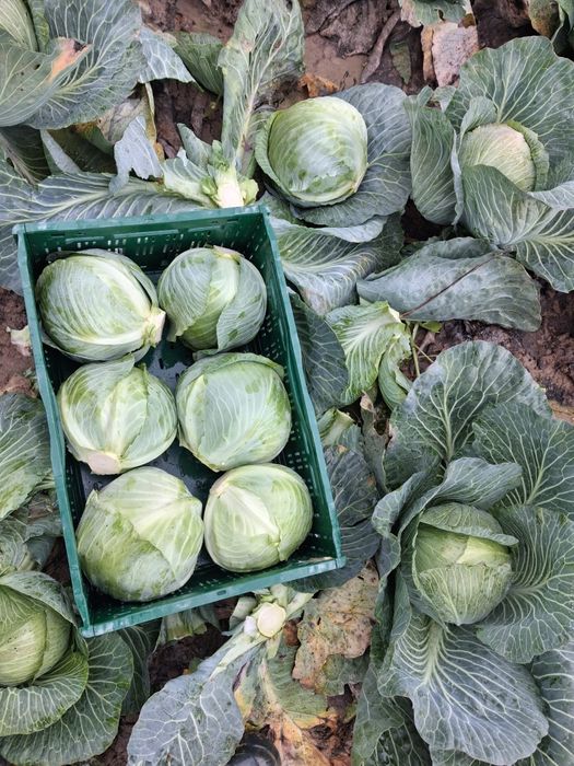 Varza de pastrare Coronet