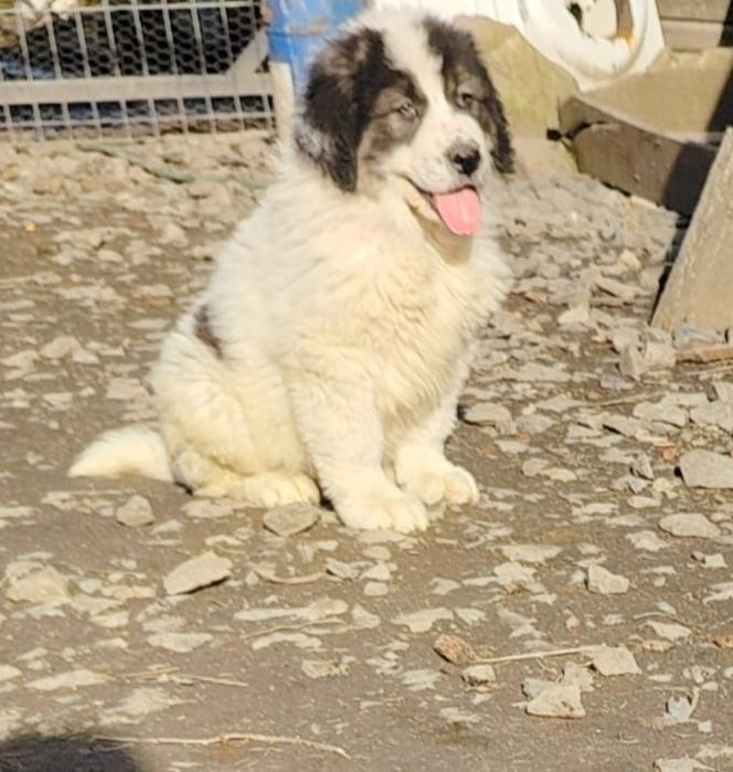 Mascul Ciobănesc Românesc de Bucovina 9 săptămâni