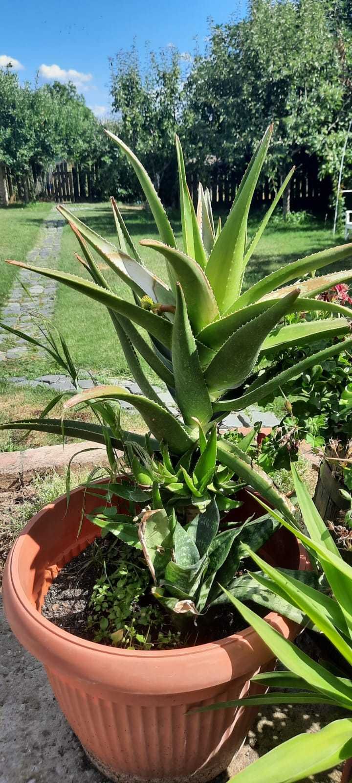 Vând plante Aloe Vera diferite dimensiuni.