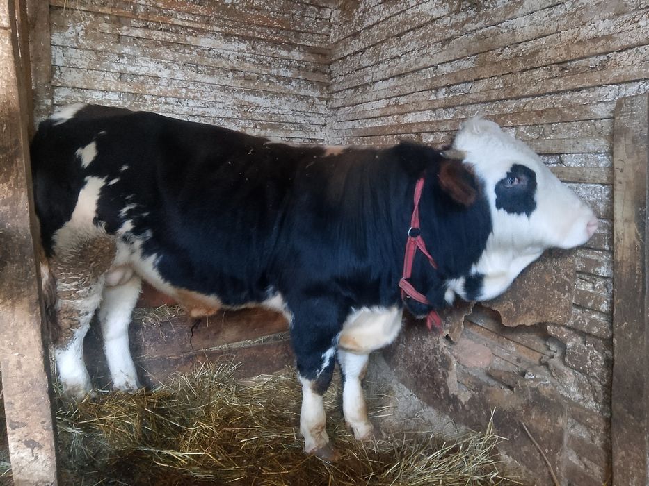 Vând vițel de rasa bălțată românească