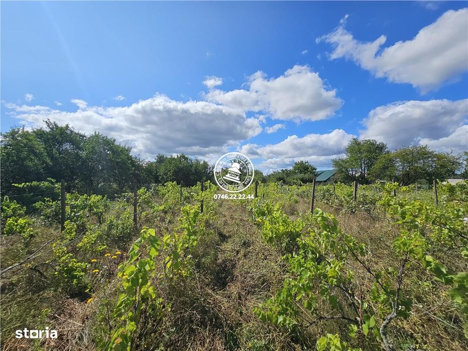 Teren intravilan Aroneanu 6.650 mp,la asfalt,toate utilitatile